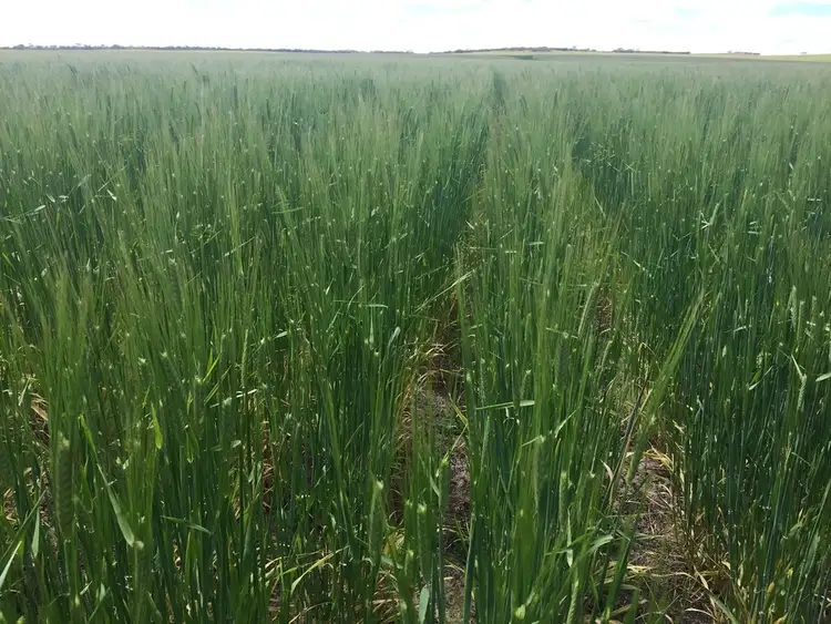 Fifth view of Homely rural property listing, "Harris" Secs 7, 8 & 27 Hd of Mangalo, Cleve SA 5640