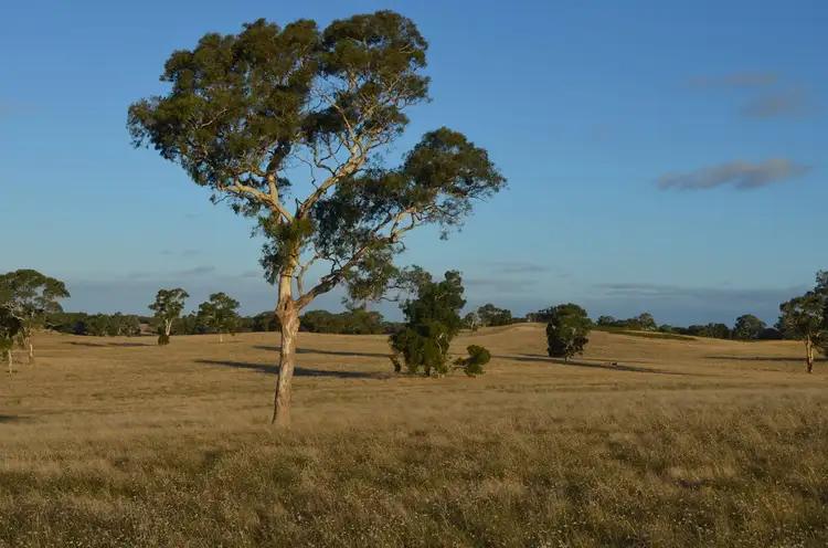 Main view of Homely rural property listing, 1451 Broadview Road, Padthaway SA 5271