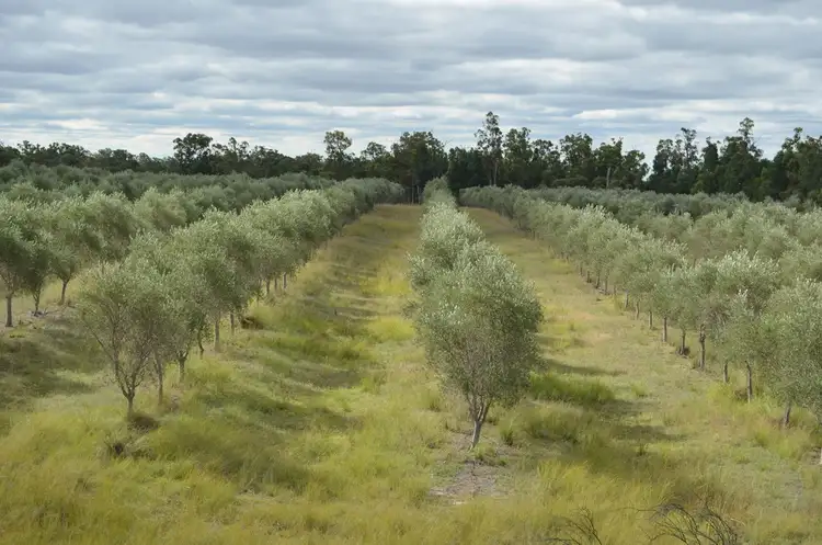 121 Spiers Creek Road, Stonehenge QLD 4357