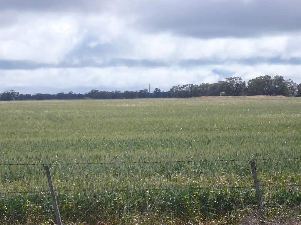 Main view of Homely rural property listing, Brina North Road, Willenabrina via, Warracknabeal VIC 3393