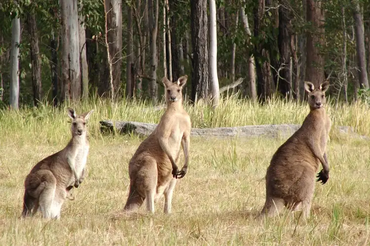 Fifth view of Homely land listing, Lot 1 Abattoir Road, Griffith NSW 2680