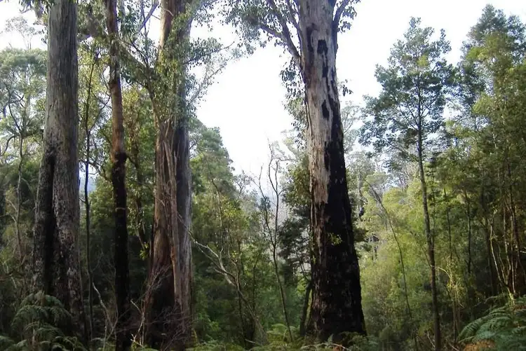 Sixth view of Homely land listing, Lot 1 Cloudy Bay Road, South, Bruny Island TAS 7150