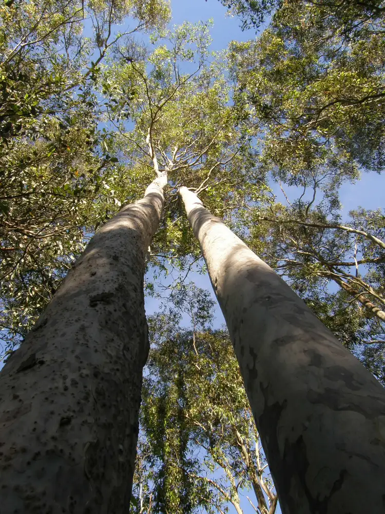 Second view of Homely land listing, Lot 2 118 Keppies Road, Paterson NSW 2421