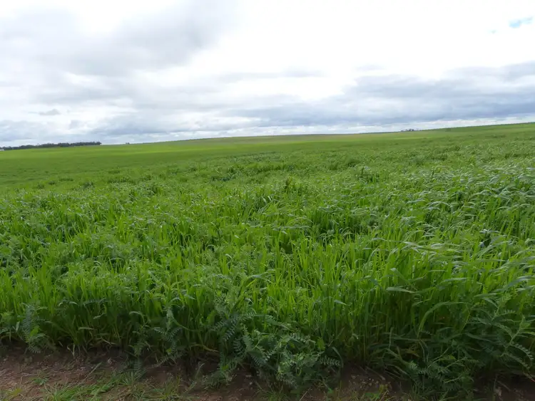 Second view of Homely rural property listing, Lot 50 Karoonda Highway, Wynarka SA 5306