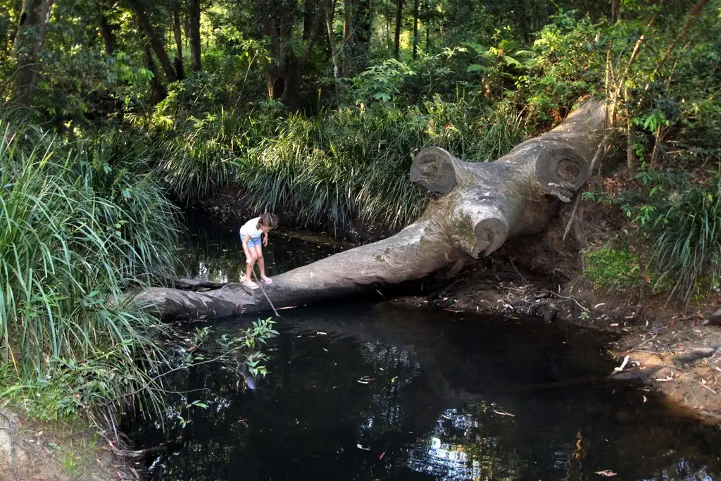 Main view of Homely land listing, 12 Karumba Place, Beerwah QLD 4519