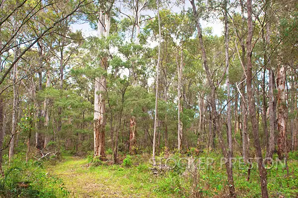 Sixth view of Homely land listing, 202 Brockman Hwy, Karridale WA 6288