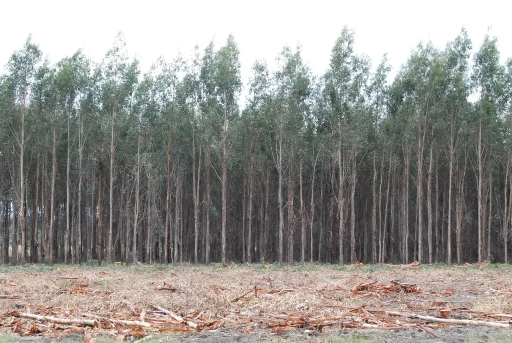 Main view of Homely rural property listing, 00 Stockdale Road, Stockdale VIC 3862