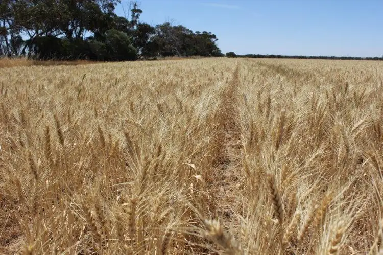 Lots Starcevich-Chapman Road, Cramphorne WA 6420