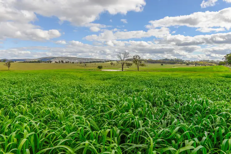 Fifth view of Homely rural property listing, "Birralee" 219 Birralee Road, Bendemeer NSW 2355
