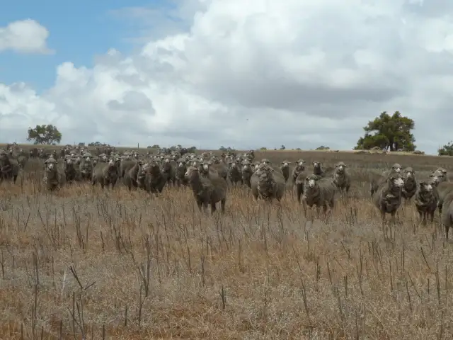 Fourth view of Homely rural property listing, 'Fernleigh' Great Southern Highway, York WA 6302