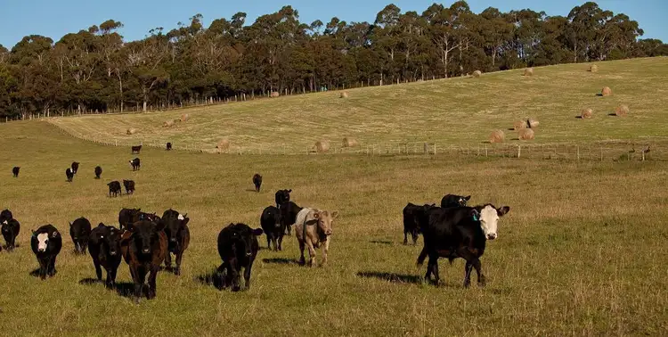 Sixth view of Homely rural property listing, 265 Tarleton Road, Tarleton, Spreyton TAS 7310