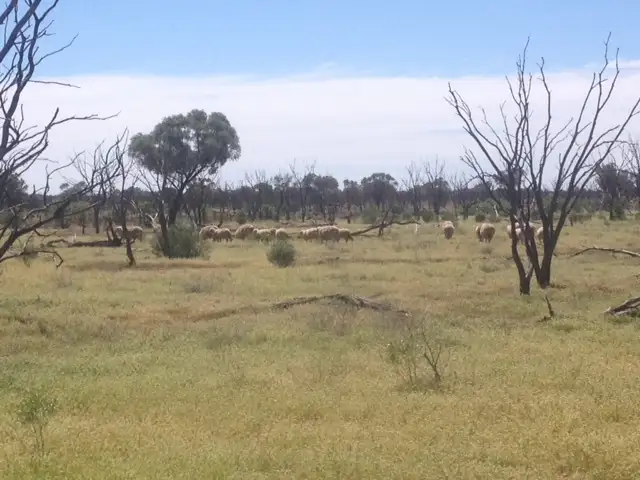 Seventh view of Homely rural property listing, '' PENAROO", Eulo QLD 4491