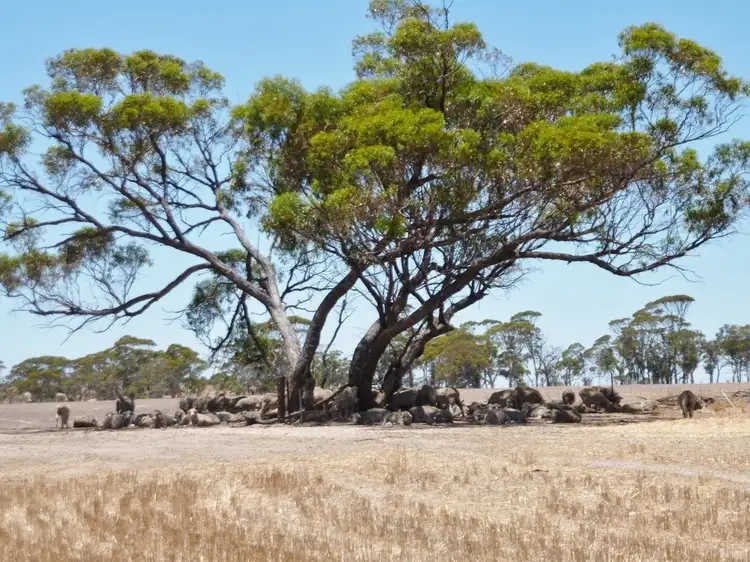 Third view of Homely rural property listing, 866 Ejanding West Rd, Dowerin WA 6461
