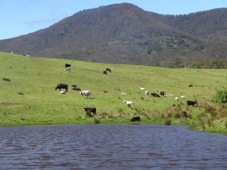 Third view of Homely rural property listing, 660 Sams Corner Rd, Bemboka NSW 2550