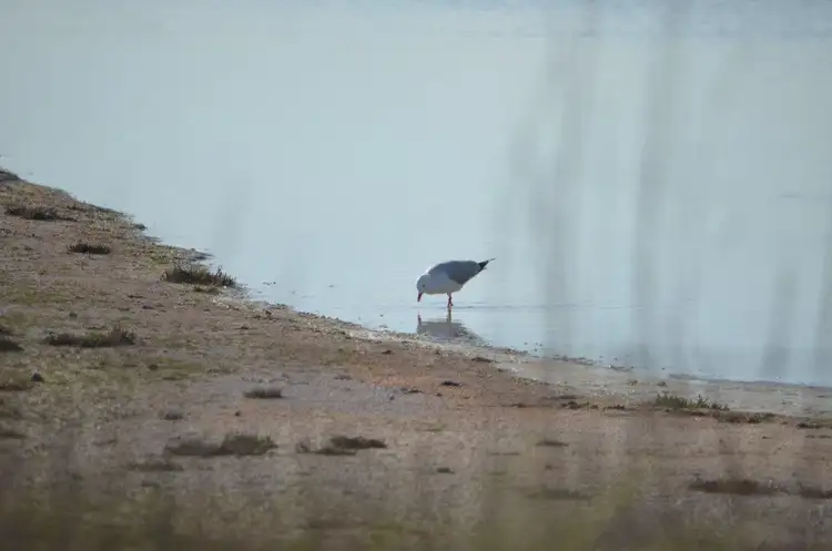 Fifth view of Homely rural property listing, Sec 1141 Lucindale/ Charles Smtih road, Naracoorte SA 5271