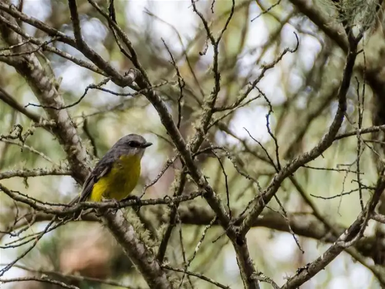 Seventh view of Homely rural property listing, Western Block Cudgegong Road, Rylstone NSW 2849