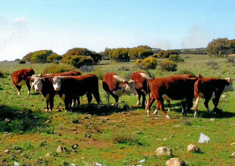 Third view of Homely rural property listing, 2007 Boundary Rd, Murray Bridge East SA 5253