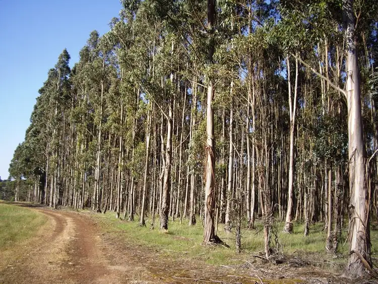 Second view of Homely rural property listing, - Springbank Road, Casterton VIC 3311