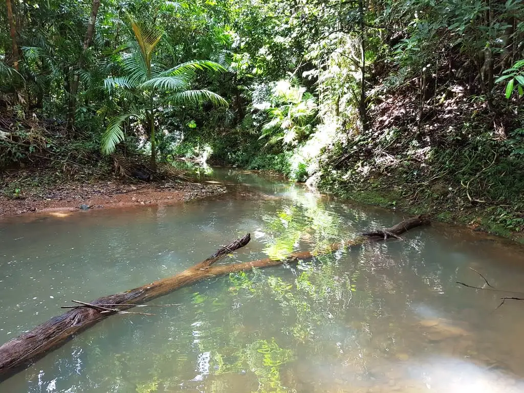 Main view of Homely house listing, 60 Silver Ash Road, Daintree QLD 4873
