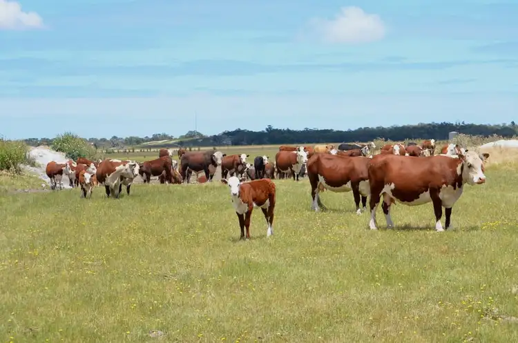 Sixth view of Homely rural property listing, Lot 101 Sneyd Island Road, Millicent SA 5280