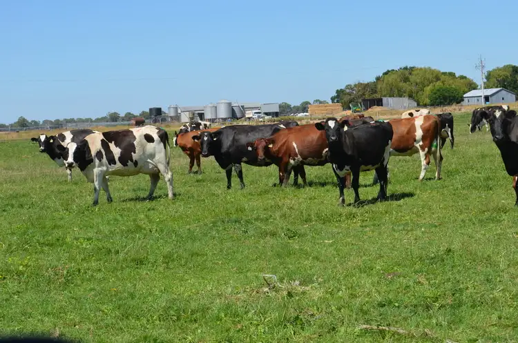 Second view of Homely rural property listing, 2046 Old Kalangadoo-Penola Road, Penola SA 5277