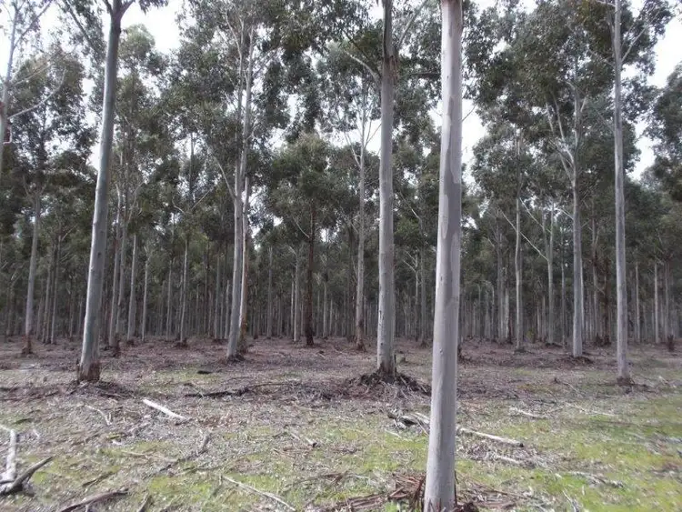 Fourth view of Homely rural property listing, LOT 2718 Ashley Road, Manjimup WA 6258