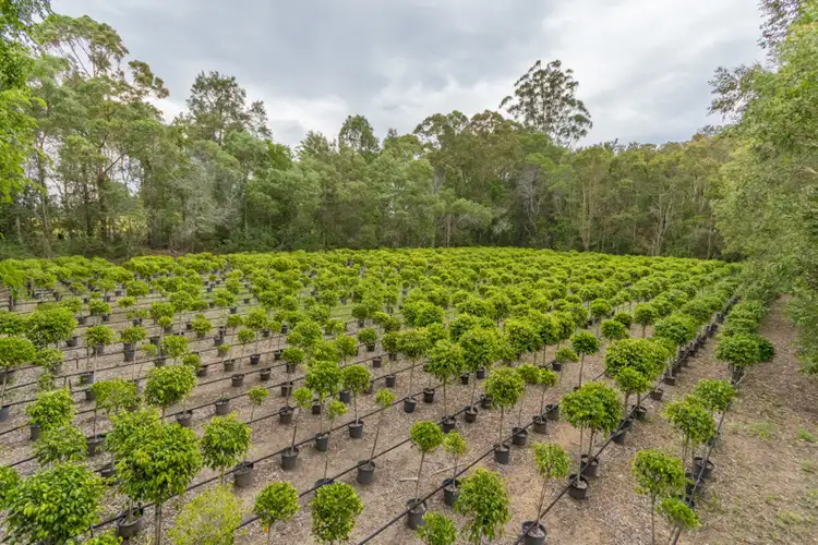 Third view of Homely rural property listing, 40 Lock Road, Wamuran QLD 4512