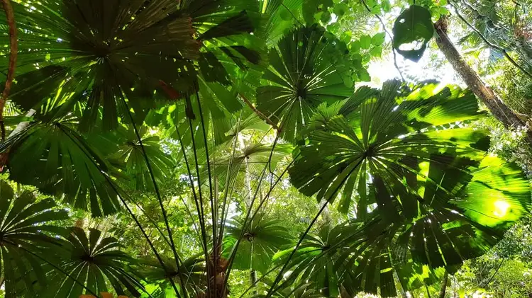 Seventh view of Homely land listing, Lot 514 Silver Ash Road, Daintree QLD 4873