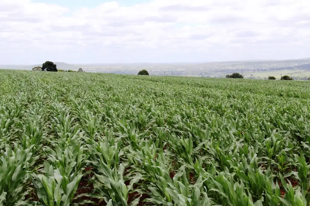 Main view of Homely rural property listing, Address available on request