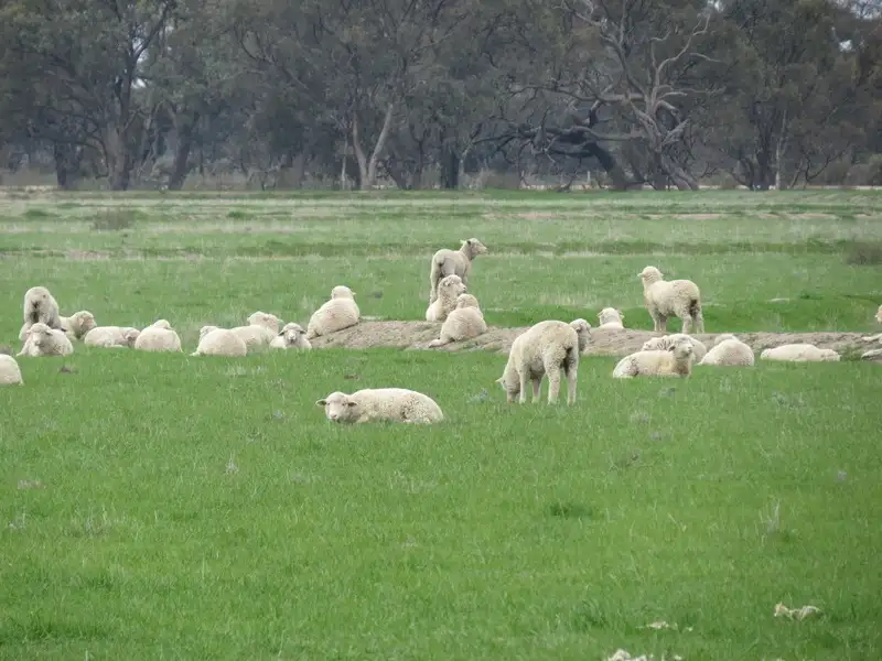 Main view of Homely rural property listing, "Lynore" Wakool Road, Barham NSW 2732