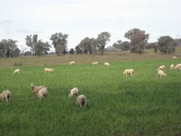 Seventh view of Homely rural property listing, 629 Sutherland Road, Cowra NSW 2794