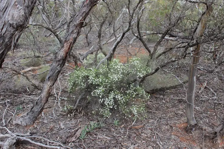 Third view of Homely rural property listing, Section 457 Murraylands Road, Walker Flat SA 5238