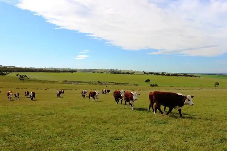 Seventh view of Homely rural property listing, 419 Signal Flat Road, Ashbourne SA 5157