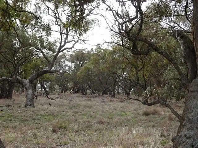 Fifth view of Homely rural property listing, Lot 2 Line Road, Moama NSW 2731