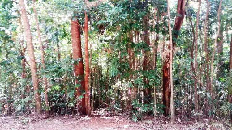 Fourth view of Homely land listing, 515 Silver Ash Road, Daintree QLD 4873