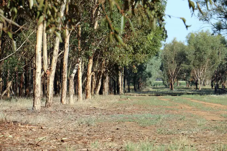 Seventh view of Homely rural property listing, "Maroondah" Spring Drive, Corowa NSW 2646