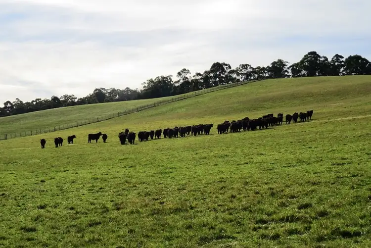 Fifth view of Homely rural property listing, 265 Tarleton Road, Tarleton, Spreyton TAS 7310