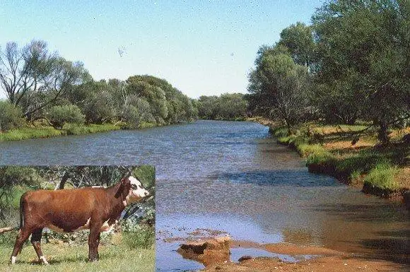 Main view of Homely rural property listing, - Koonmarra Station, Meekatharra WA 6642