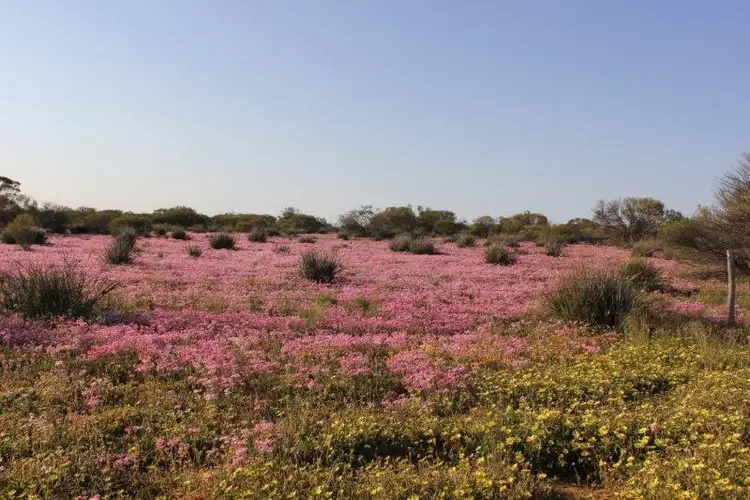 Seventh view of Homely rural property listing, Lot 14030 Chandler-Merredin Road, Goomarin WA 6415