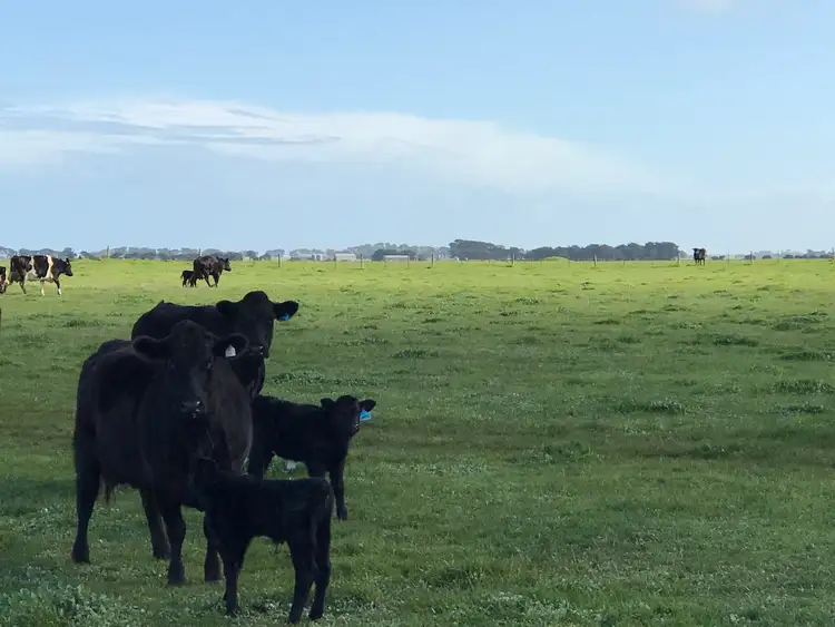 Seventh view of Homely rural property listing, Lot 218 Lynchs Road, Allendale East SA 5291