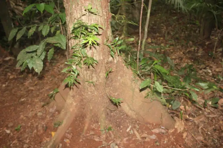 Seventh view of Homely land listing, Lot 516 Silver Ash Road COW BAY, Daintree QLD 4873