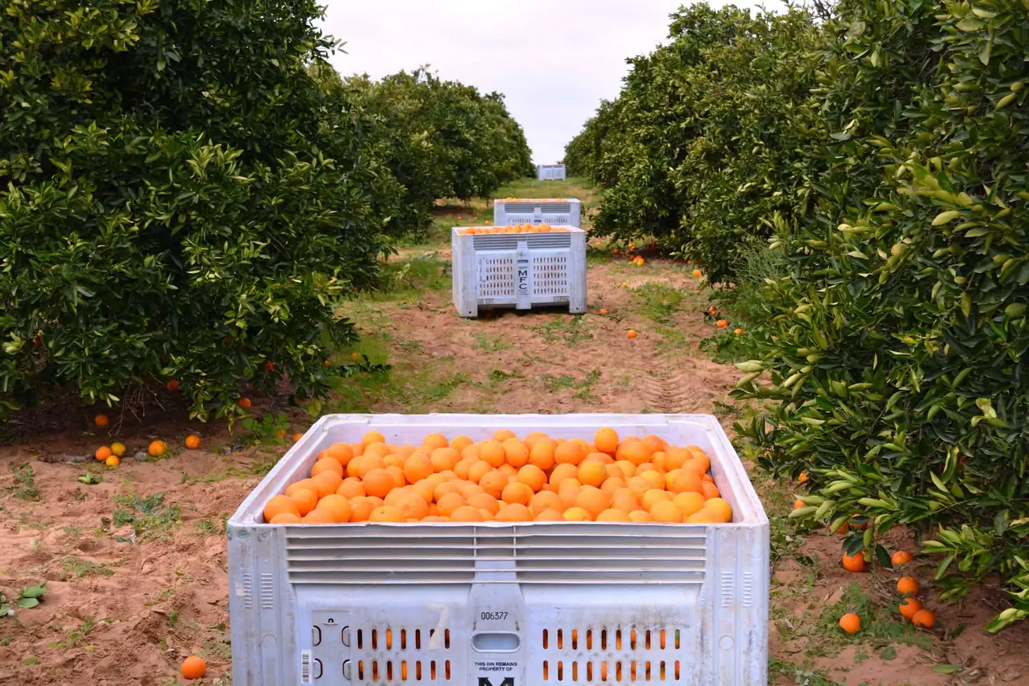 Main view of Homely rural property listing, 8609 Murray Valley Highway, Boundary Bend VIC 3599