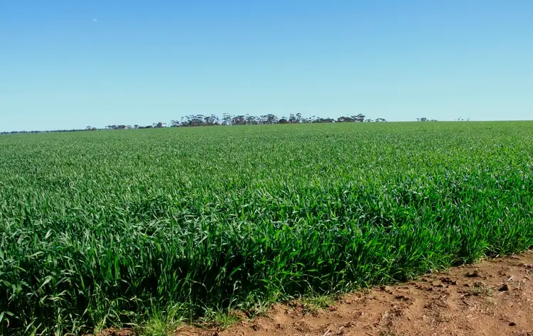 Fourth view of Homely rural property listing, Address available on request