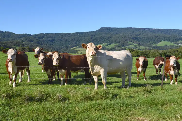 Sixth view of Homely rural property listing, 543 Jamberoo Road, Jamberoo NSW 2533