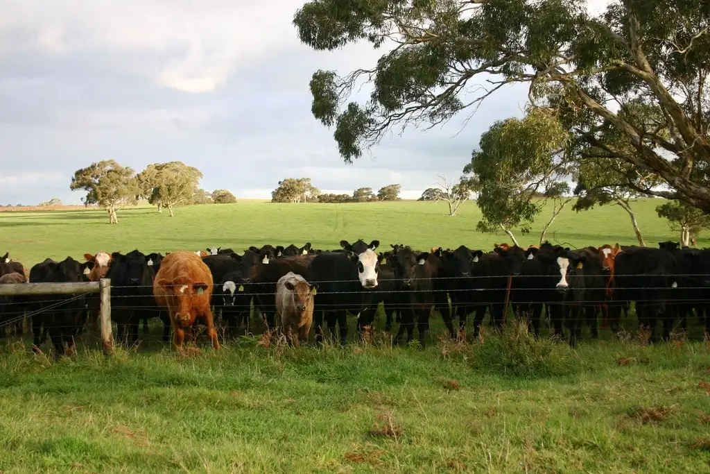 Main view of Homely rural property listing, 2097 Lucindale Road, Naracoorte SA 5271