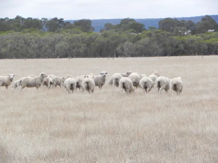 Sixth view of Homely rural property listing, 269 Mayfield  Road, Beermullah WA 6503