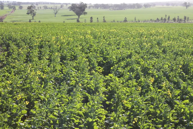 Fourth view of Homely rural property listing, - Ohau, Wagga Wagga NSW 2650