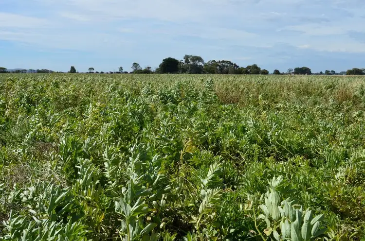 Second view of Homely rural property listing, 204 Majors Road, Millicent SA 5280