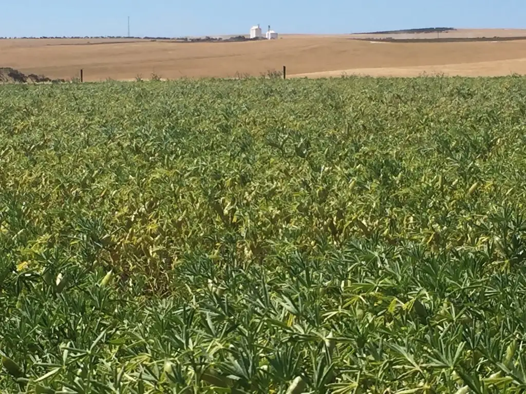 Main view of Homely rural property listing, Allotment 1 Chilman's Road, Port Neill SA 5604