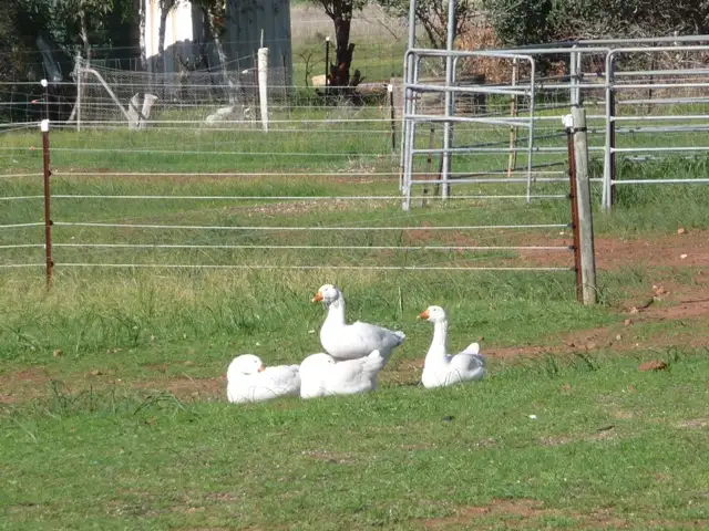 Seventh view of Homely rural property listing, 34 Carter Road, York WA 6302